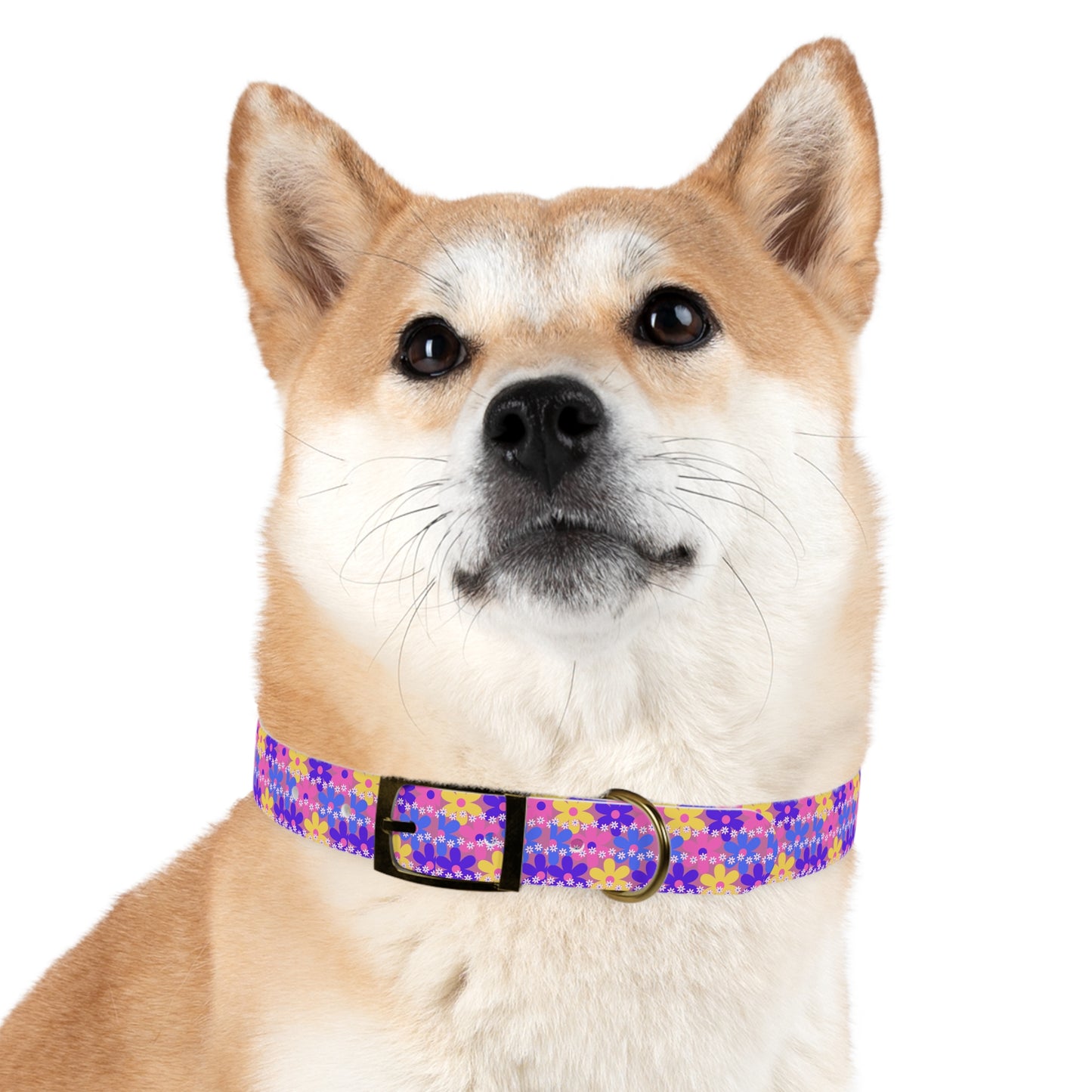 Dog Collar